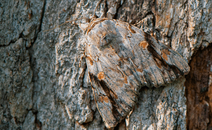 Camouflaged moth