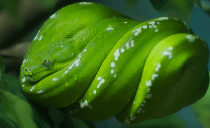 Camouflaged snake